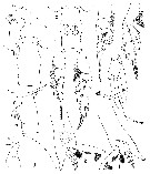 Espce Paraeuchaeta vorax - Planche 4 de figures morphologiques