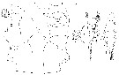 Espce Paraeuchaeta alaminae - Planche 2 de figures morphologiques