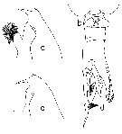Espce Euchaeta spinosa - Planche 11 de figures morphologiques