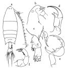 Espce Labidocera kryeri - Planche 1 de figures morphologiques