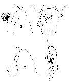 Espce Euchaeta marina - Planche 12 de figures morphologiques