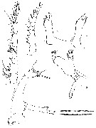 Espce Candacia columbiae - Planche 5 de figures morphologiques