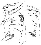 Espce Candacia columbiae - Planche 6 de figures morphologiques