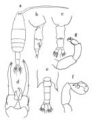 Species Labidocera minuta - Plate 1 of morphological figures