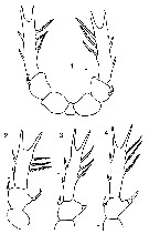 Espce Candacia columbiae - Planche 8 de figures morphologiques