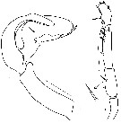 Espce Candacia columbiae - Planche 9 de figures morphologiques