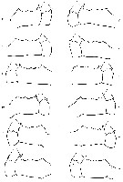 Espce Pleuromamma scutullata - Planche 8 de figures morphologiques