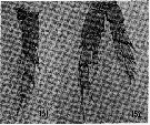 Espce Nannocalanus minor - Planche 21 de figures morphologiques