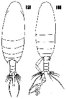 Species Undinula vulgaris - Plate 21 of morphological figures