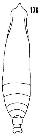 Espce Pareucalanus attenuatus - Planche 28 de figures morphologiques