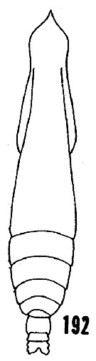 Espce Subeucalanus mucronatus - Planche 10 de figures morphologiques