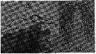 Espce Monacilla tenera - Planche 5 de figures morphologiques