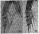 Espce Aetideopsis multiserrata - Planche 13 de figures morphologiques