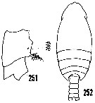 Espce Euchirella amoena - Planche 17 de figures morphologiques