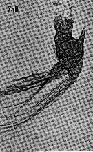 Espce Euchirella amoena - Planche 18 de figures morphologiques
