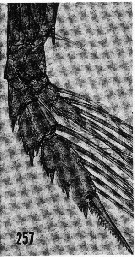 Espce Euchirella bitumida - Planche 16 de figures morphologiques