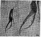 Espce Euchirella messinensis - Planche 59 de figures morphologiques