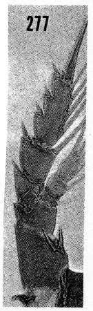 Species Euchirella venusta - Plate 16 of morphological figures