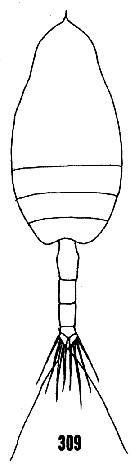 Espce Paraeuchaeta bisinuata - Planche 17 de figures morphologiques