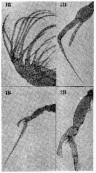 Espce Euchaeta marina - Planche 13 de figures morphologiques