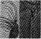 Espce Euchaeta spinosa - Planche 13 de figures morphologiques