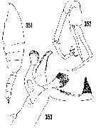 Espce Paraeuchaeta hanseni - Planche 15 de figures morphologiques