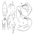 Espce Tortanus (Atortus) longipes - Planche 1 de figures morphologiques