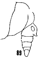 Espce Scolecithrix danae - Planche 27 de figures morphologiques