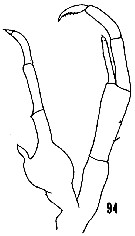 Espce Scolecithricella dentata - Planche 22 de figures morphologiques