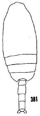 Espce Scolecithricella dentata - Planche 23 de figures morphologiques