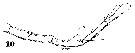 Espce Metridia brevicauda - Planche 10 de figures morphologiques