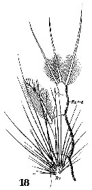 Espce Metridia princeps - Planche 18 de figures morphologiques