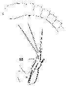 Espce Metridia curticauda - Planche 8 de figures morphologiques