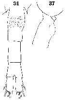 Espce Metridia boecki - Planche 6 de figures morphologiques