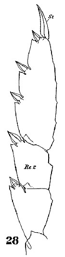 Espce Metridia lucens - Planche 14 de figures morphologiques