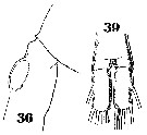 Espce Metridia lucens - Planche 15 de figures morphologiques