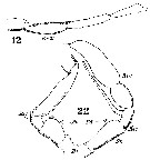 Espce Metridia lucens - Planche 16 de figures morphologiques