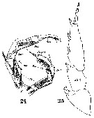 Espce Metridia venusta - Planche 10 de figures morphologiques