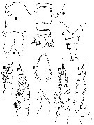 Espce Scottocalanus thori - Planche 10 de figures morphologiques