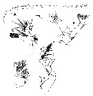 Espce Scottocalanus thori - Planche 12 de figures morphologiques