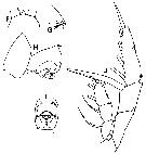 Espce Heterorhabdus subspinifrons - Planche 4 de figures morphologiques