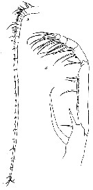 Espce Heterorhabdus subspinifrons - Planche 5 de figures morphologiques