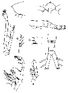 Espce Augaptilus spinifrons - Planche 3 de figures morphologiques