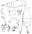 Espce Pseudaugaptilus polaris - Planche 3 de figures morphologiques