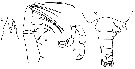Espce Candacia elongata - Planche 6 de figures morphologiques