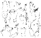 Espce Chirundina indica - Planche 6 de figures morphologiques
