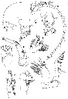 Espce Euchirella formosa - Planche 10 de figures morphologiques