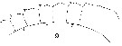 Espce Metridia longa - Planche 6 de figures morphologiques