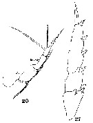 Espce Metridia longa - Planche 7 de figures morphologiques