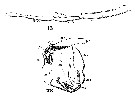 Espce Metridia longa - Planche 9 de figures morphologiques